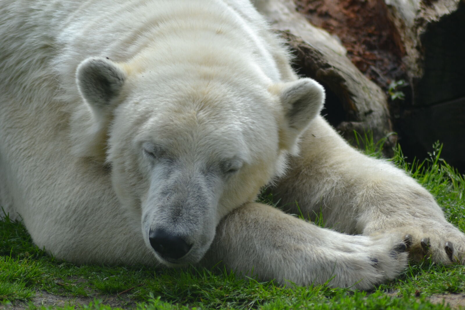 Nikon D3100 sample photo. Polar, bear, sleeping photography