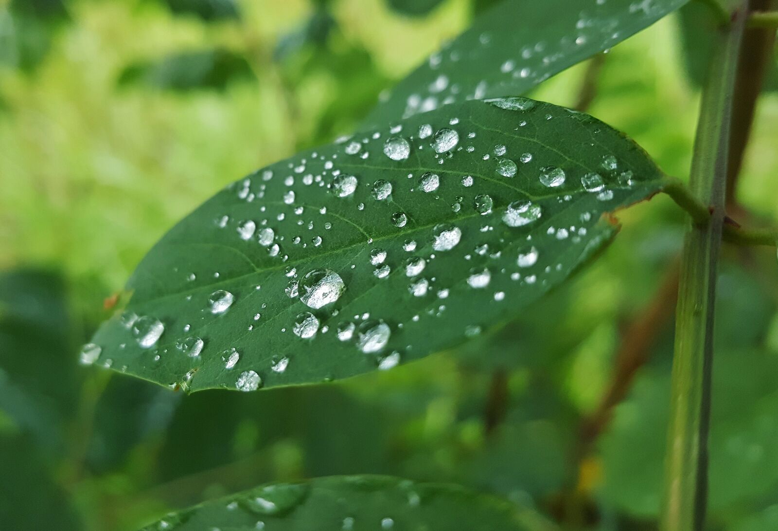 Samsung Galaxy Note5 sample photo. Leaf, leaves, wet photography