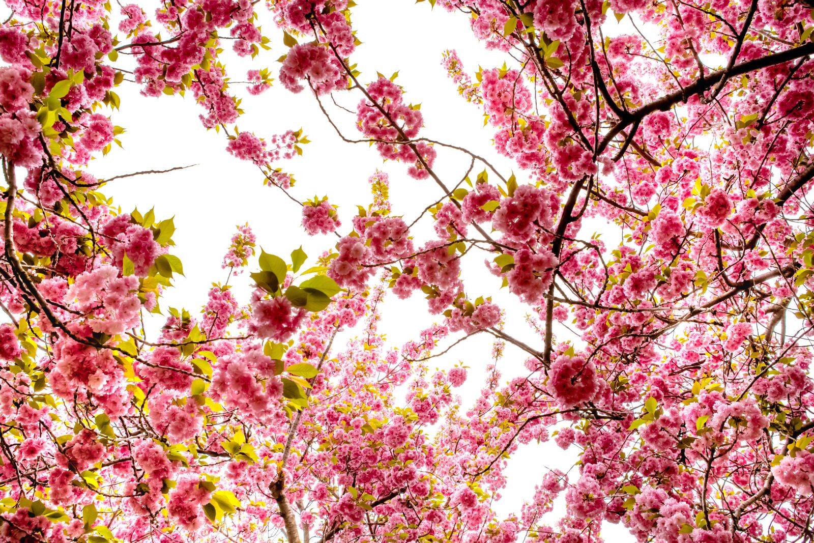 Canon EF 24-70mm F2.8L USM sample photo. Cherry, flower, season photography