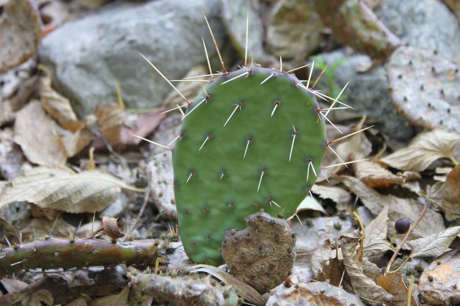 Canon EOS 500D (EOS Rebel T1i / EOS Kiss X3) sample photo. Cactus, green, spikes photography