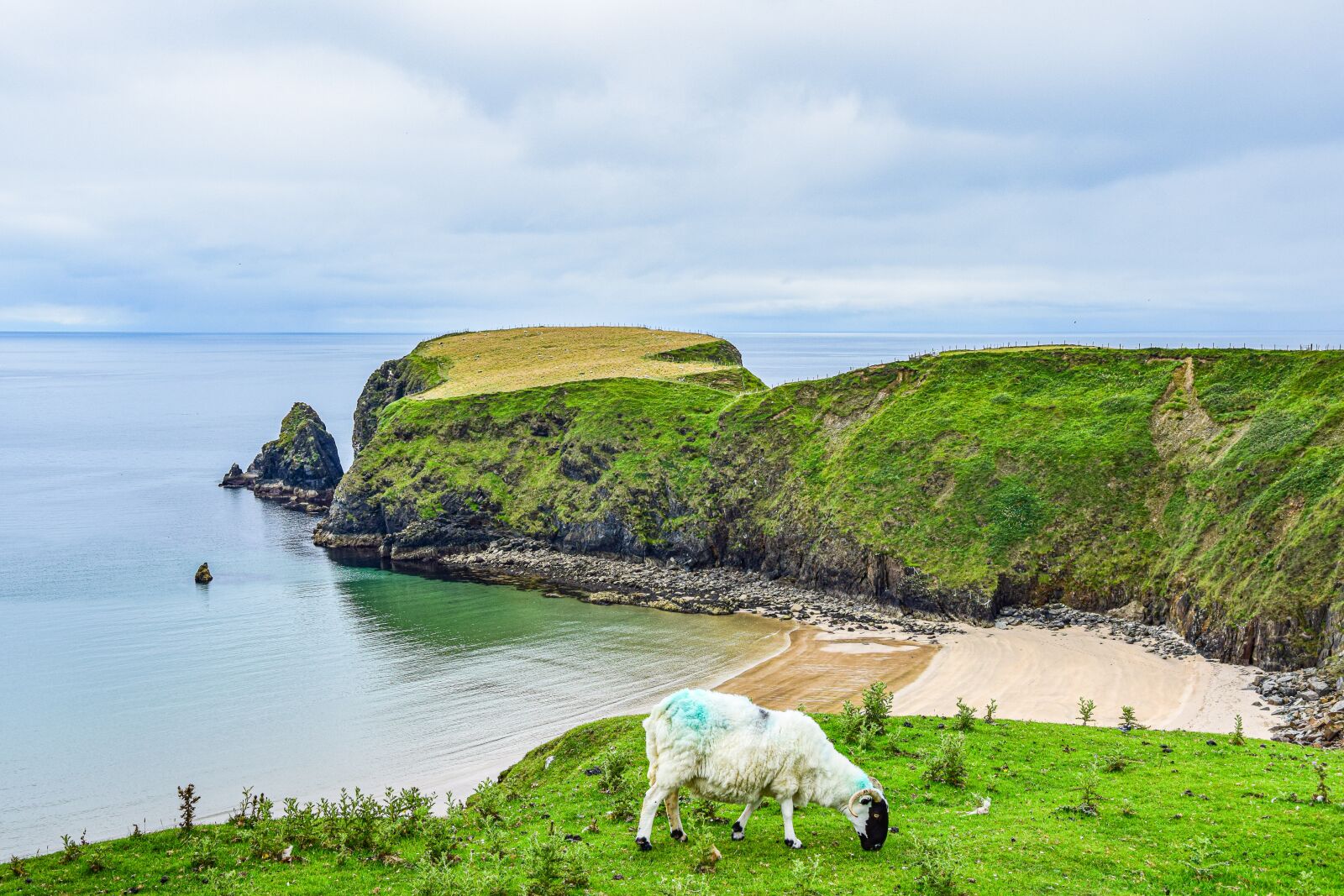 Nikon D5300 sample photo. Sea, ocean, sheep photography