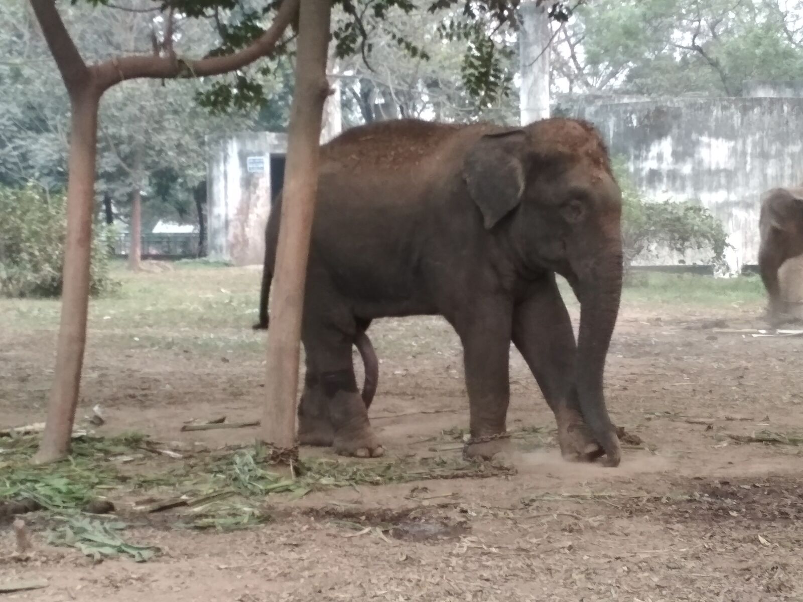 Xiaomi Redmi 4X sample photo. Zoo, animal, elephant photography