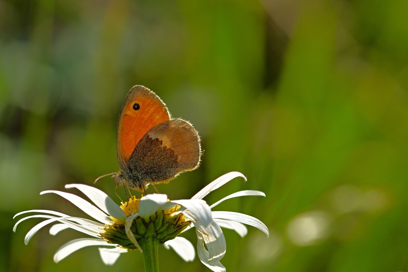 Nikon D5200 sample photo. Butterfly, little meadow bird photography