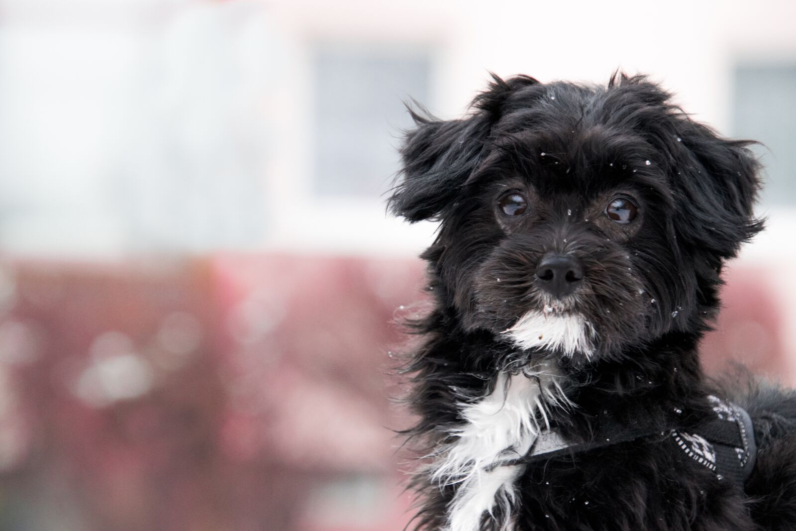 Nikon D3300 sample photo. Dog, animal, pet photography