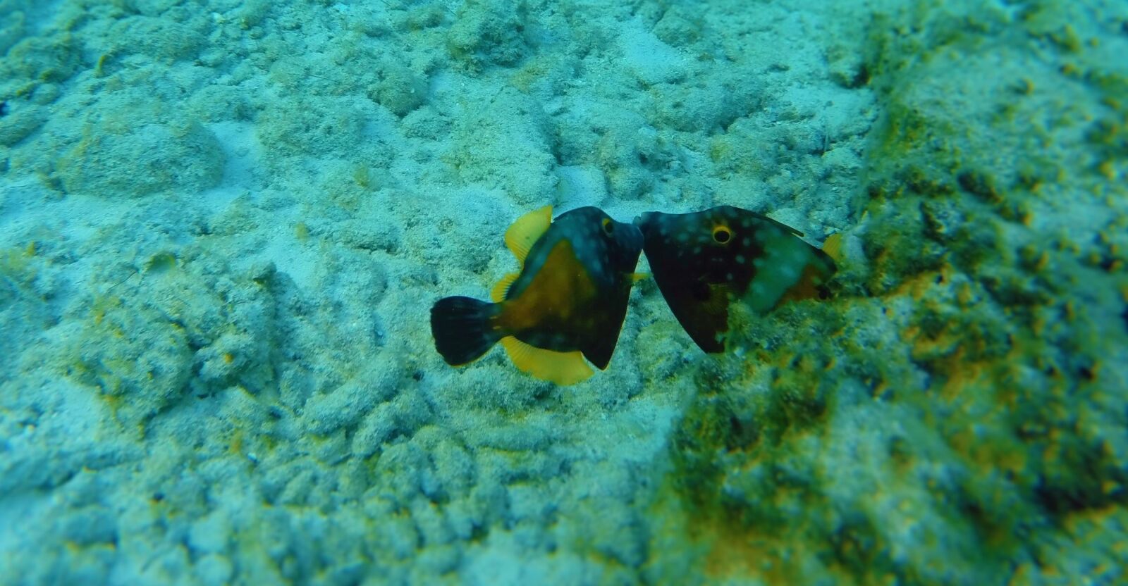 GoPro HERO3+ Black Edition sample photo. Coral, underwater, reef photography