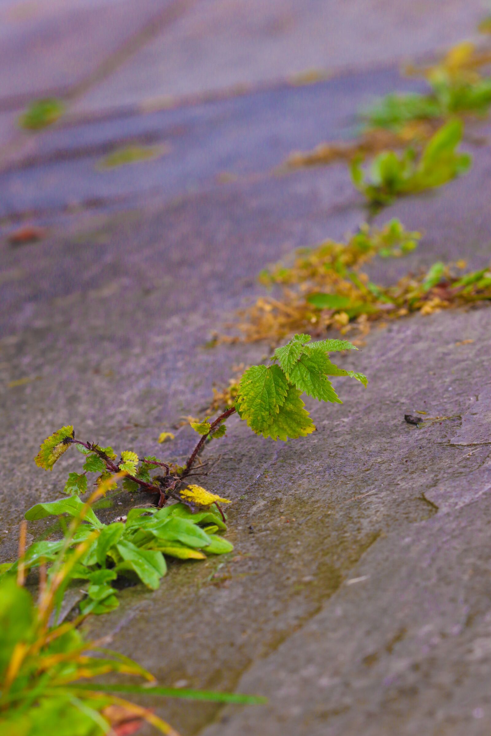 Canon EOS 7D Mark II sample photo. Growth, green, autumn photography