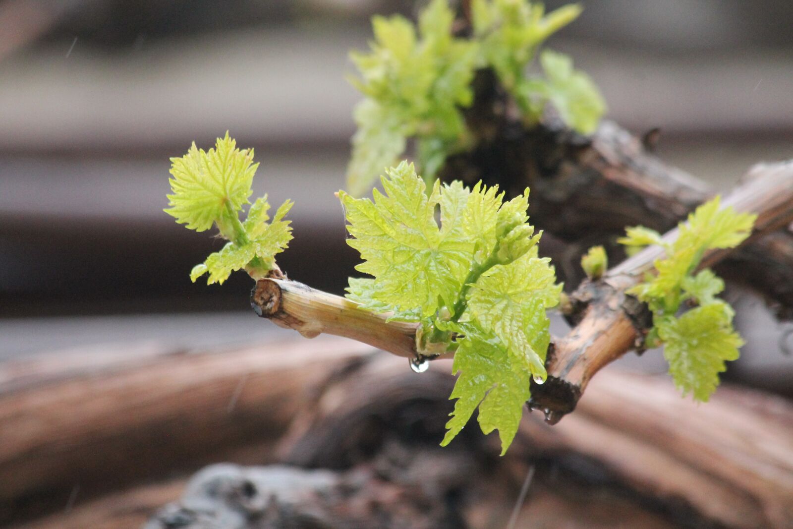 Canon EOS 1100D (EOS Rebel T3 / EOS Kiss X50) + Canon EF 70-300mm F4-5.6 IS USM sample photo. Grapes, iran, wine photography