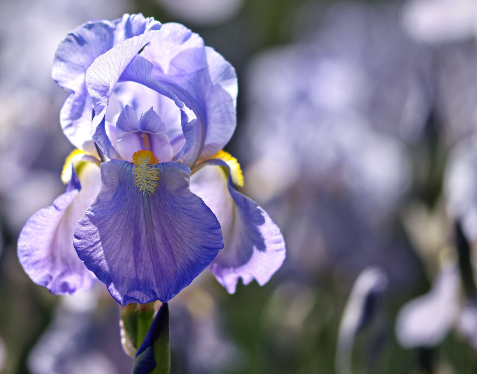 Nikon D5300 sample photo. Flower, petals, violet photography