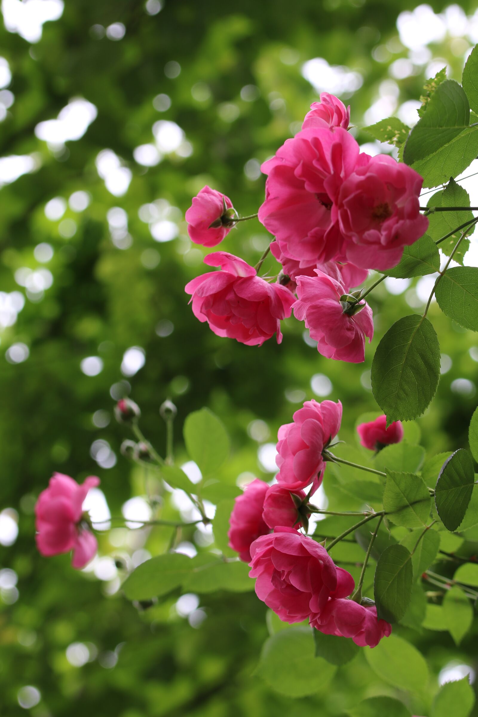 Canon EOS 750D (EOS Rebel T6i / EOS Kiss X8i) sample photo. Rose, rose festival, garden photography