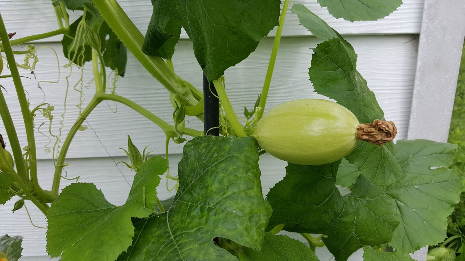 Samsung Galaxy Note5 sample photo. Spaghetti squash, squash, garden photography