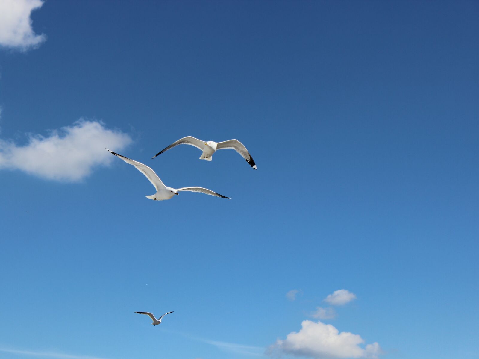 Canon EOS 600D (Rebel EOS T3i / EOS Kiss X5) sample photo. Gull, birds, seagull photography