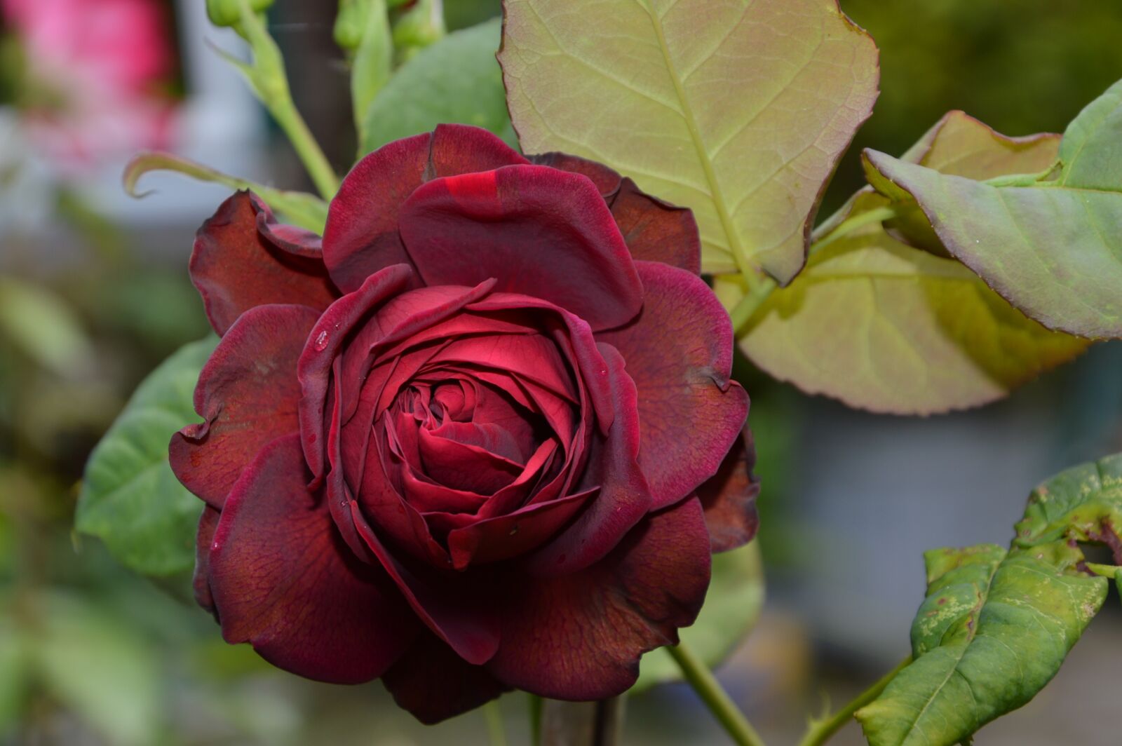 Nikon D3200 sample photo. Rose, flower, summer photography
