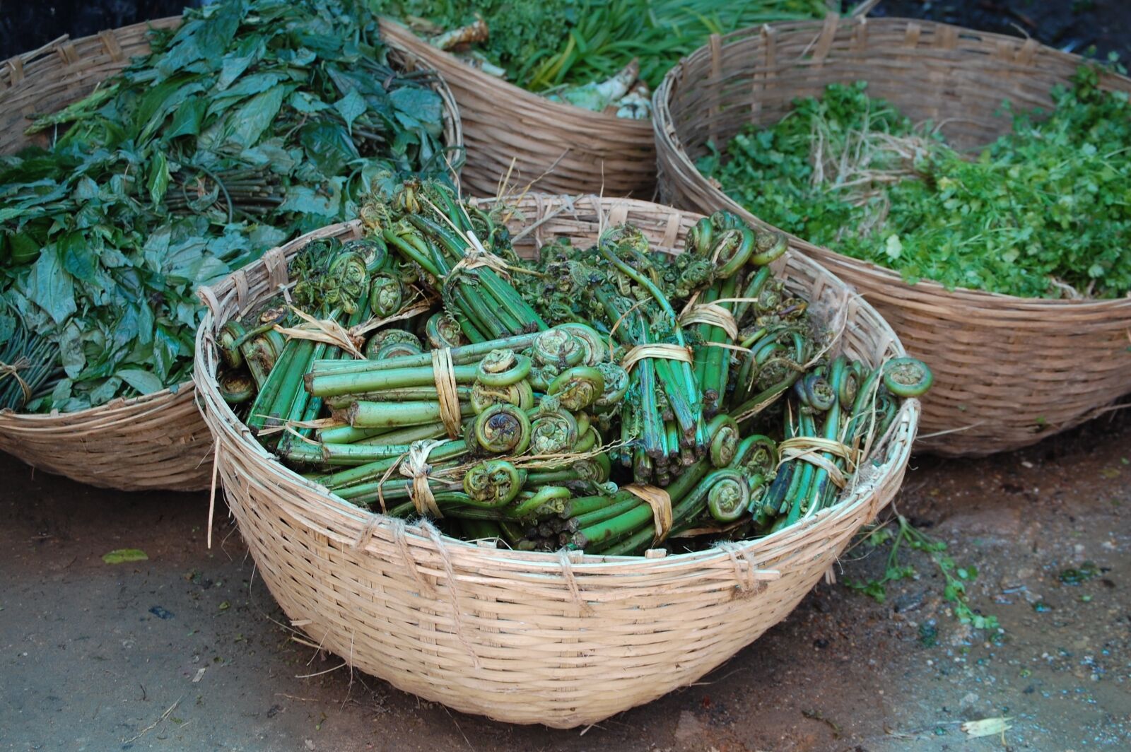 Nikon D40 sample photo. Bhutan, fiddlehead ferns, organic photography