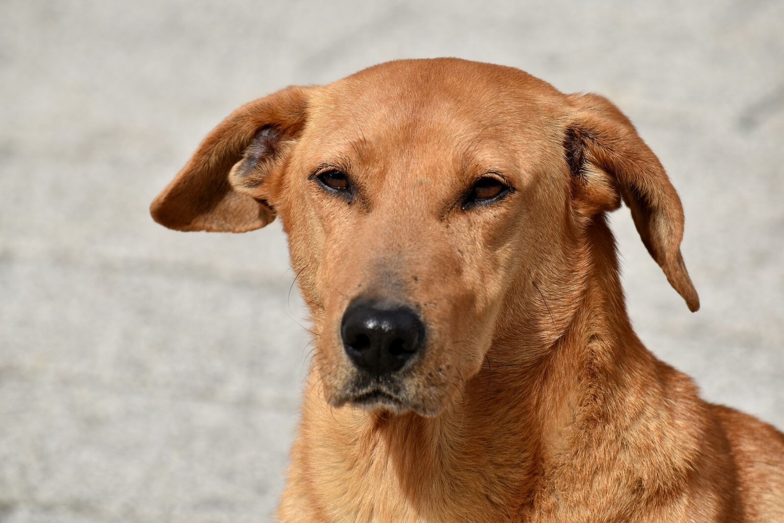 Nikon D5500 sample photo. Dog, eyes, looking, nose photography