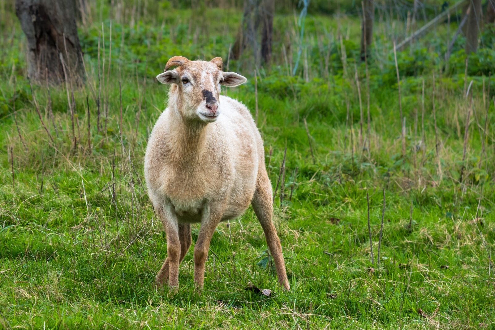 Canon PowerShot G3 X sample photo. Sheep, view, look photography