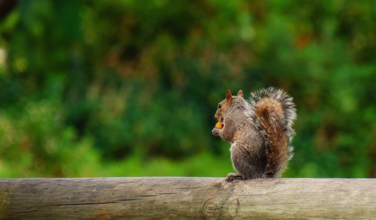 Nikon D7000 sample photo. Squirrel, park, fence photography