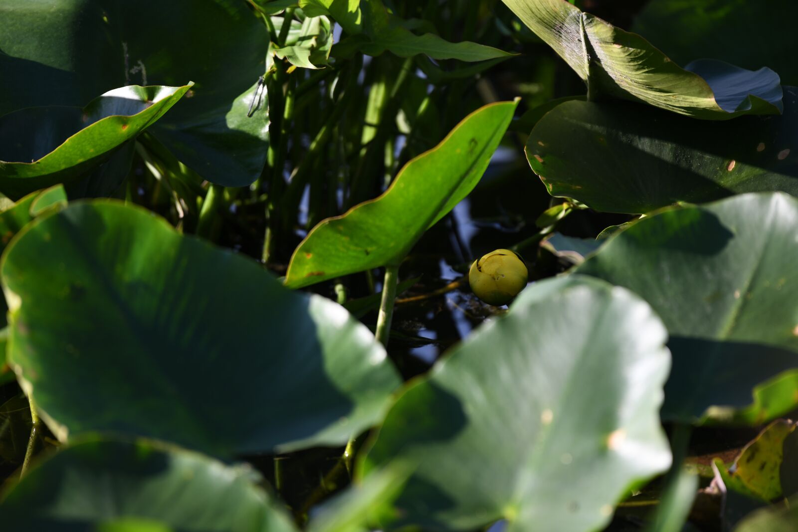 Nikon D850 sample photo. Water-lily, flower, yellow photography