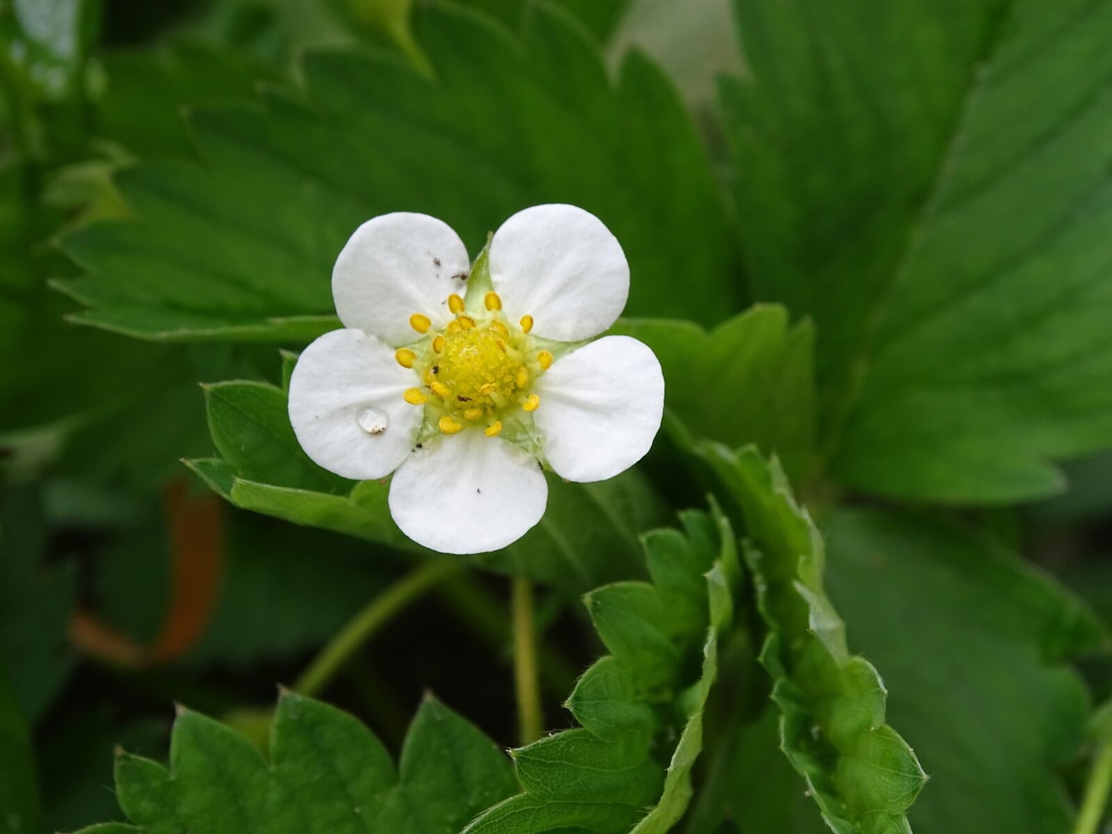 Sony Cyber-shot DSC-HX400V sample photo. Strawberry flower, white blossom photography