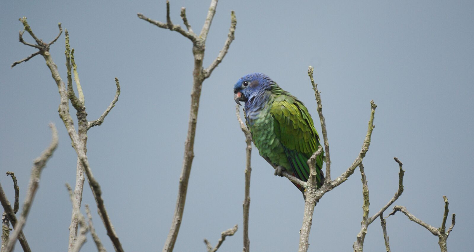 Sony Alpha DSLR-A390 sample photo. Ave, green parrot, fauna photography