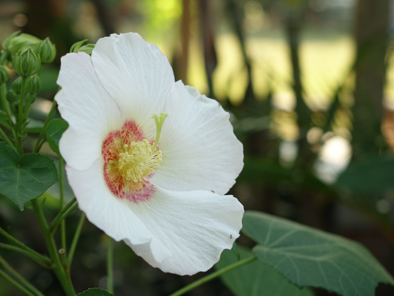 Sony Cyber-shot DSC-RX10 sample photo. Hibiscus, dog head hibiscus photography