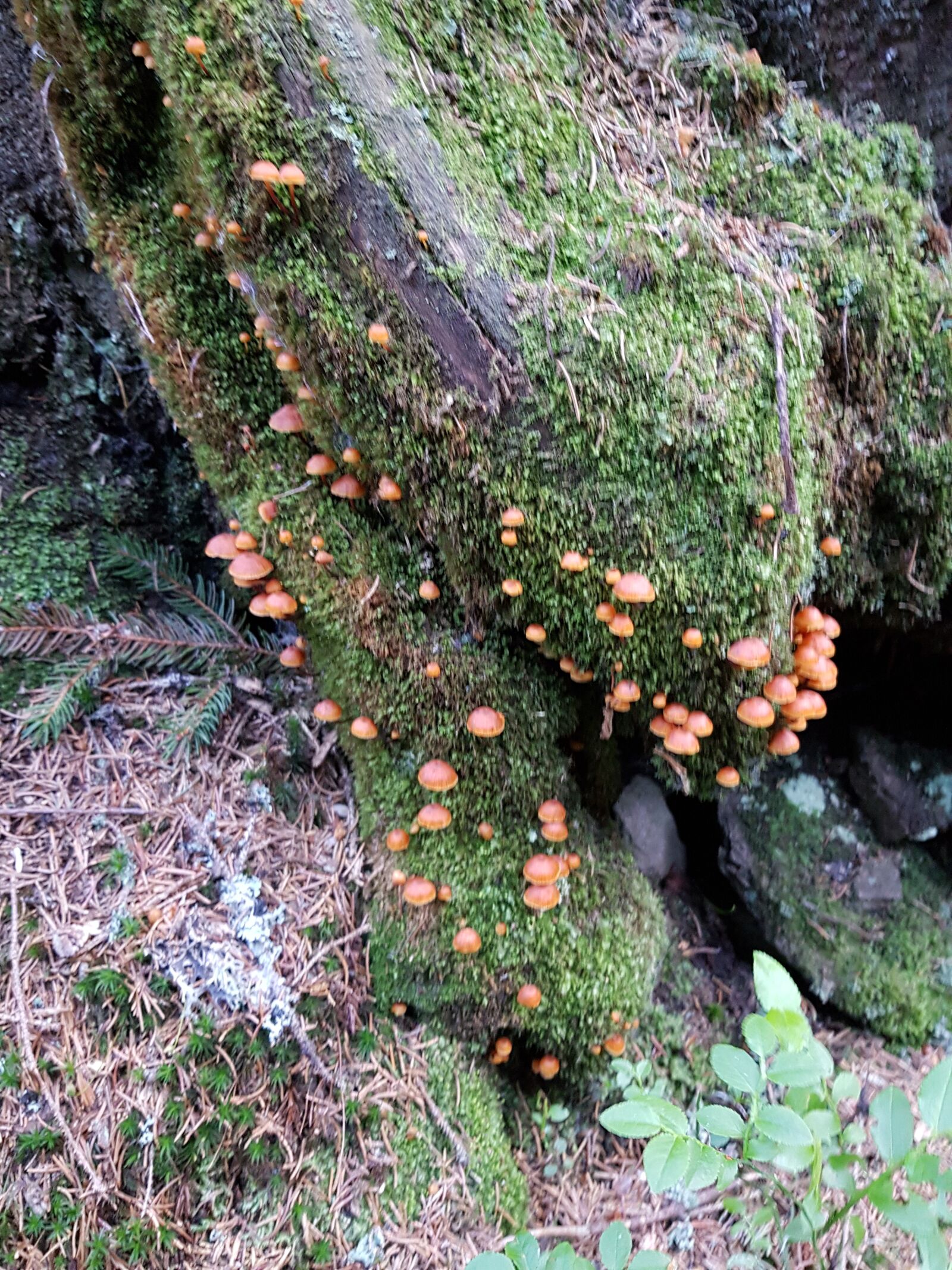 Samsung Galaxy S7 sample photo. Nature, strain, moss photography