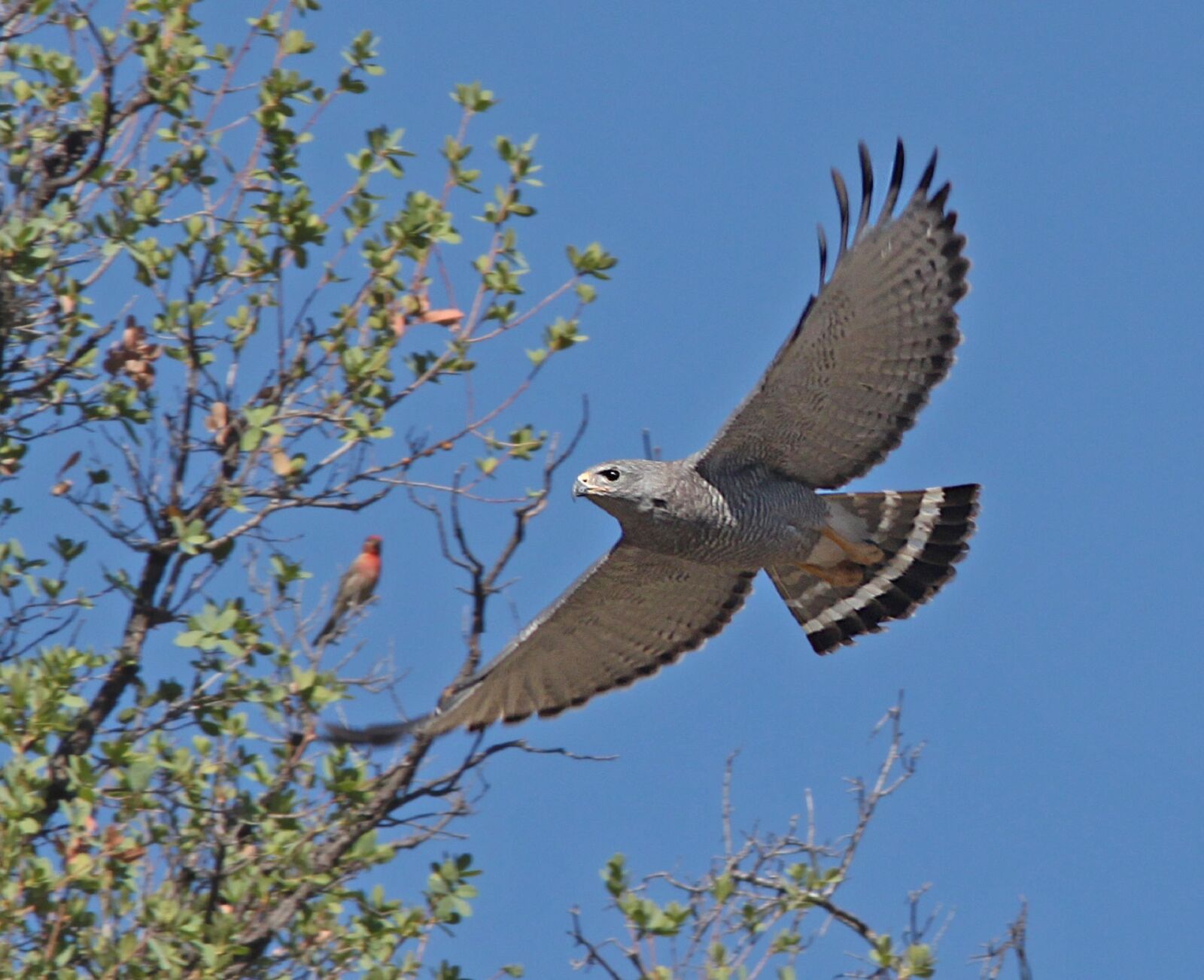 Canon EOS 500D (EOS Rebel T1i / EOS Kiss X3) sample photo. Grey hawk, bird, raptor photography