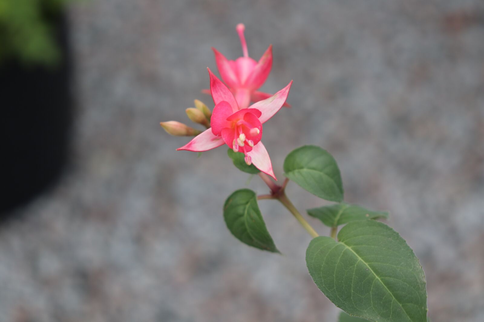 Canon EOS 800D (EOS Rebel T7i / EOS Kiss X9i) sample photo. Pink, fushia, flower photography