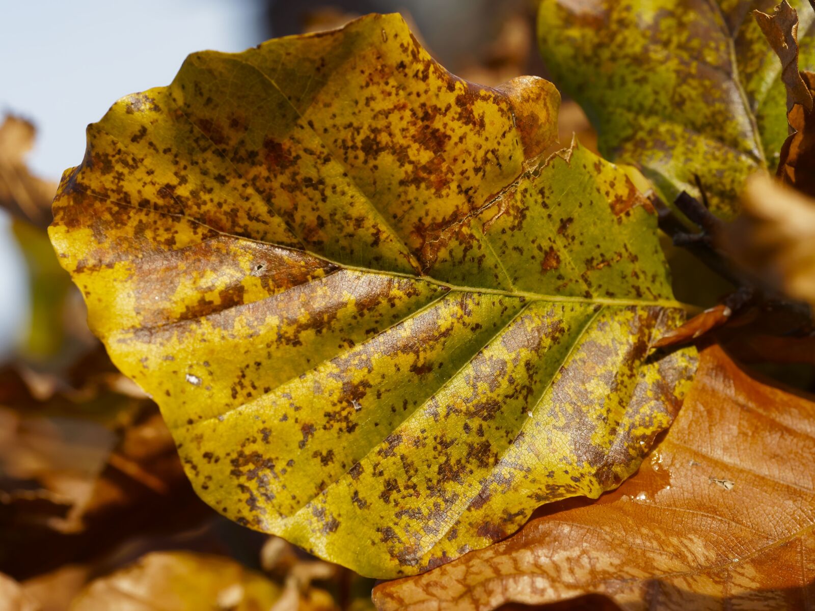 Olympus M.Zuiko Digital ED 60mm F2.8 Macro sample photo. Fall colors, autumn leaves photography