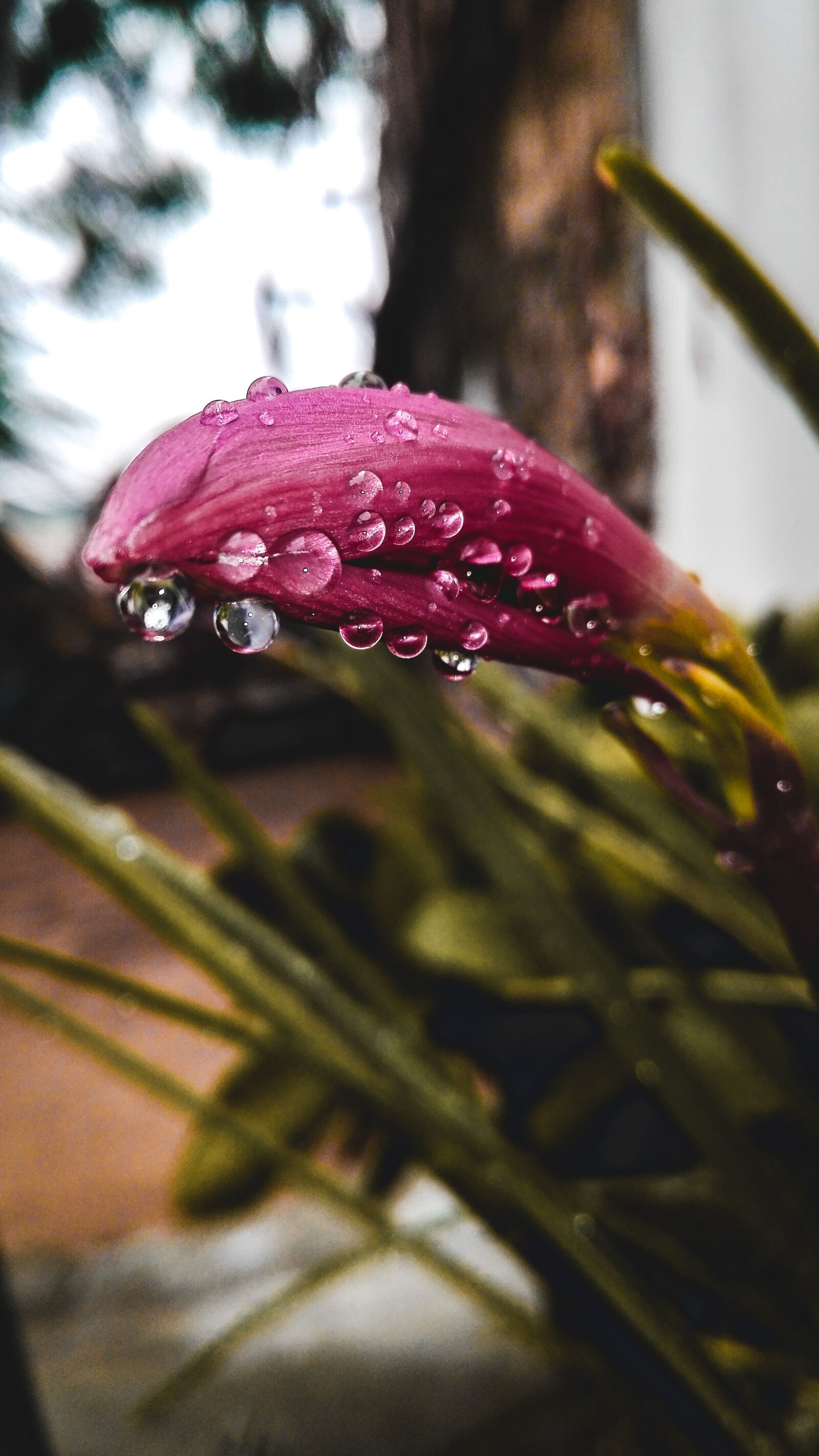 HUAWEI Y6II sample photo. Water, drops, rain photography