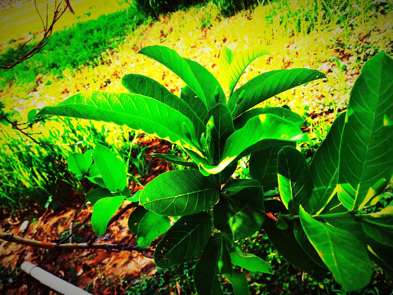 Xiaomi Redmi Y2 sample photo. Tree, green plant, plant photography