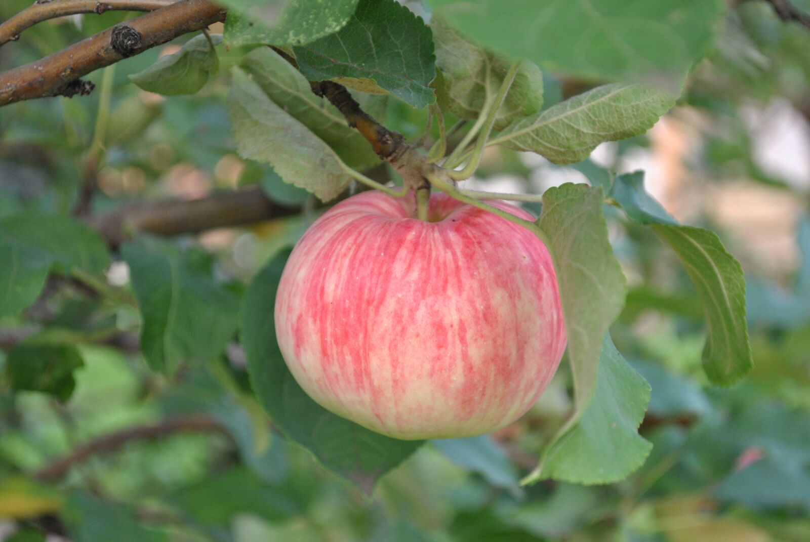 Nikon D3000 sample photo. Fruit, nature, food photography