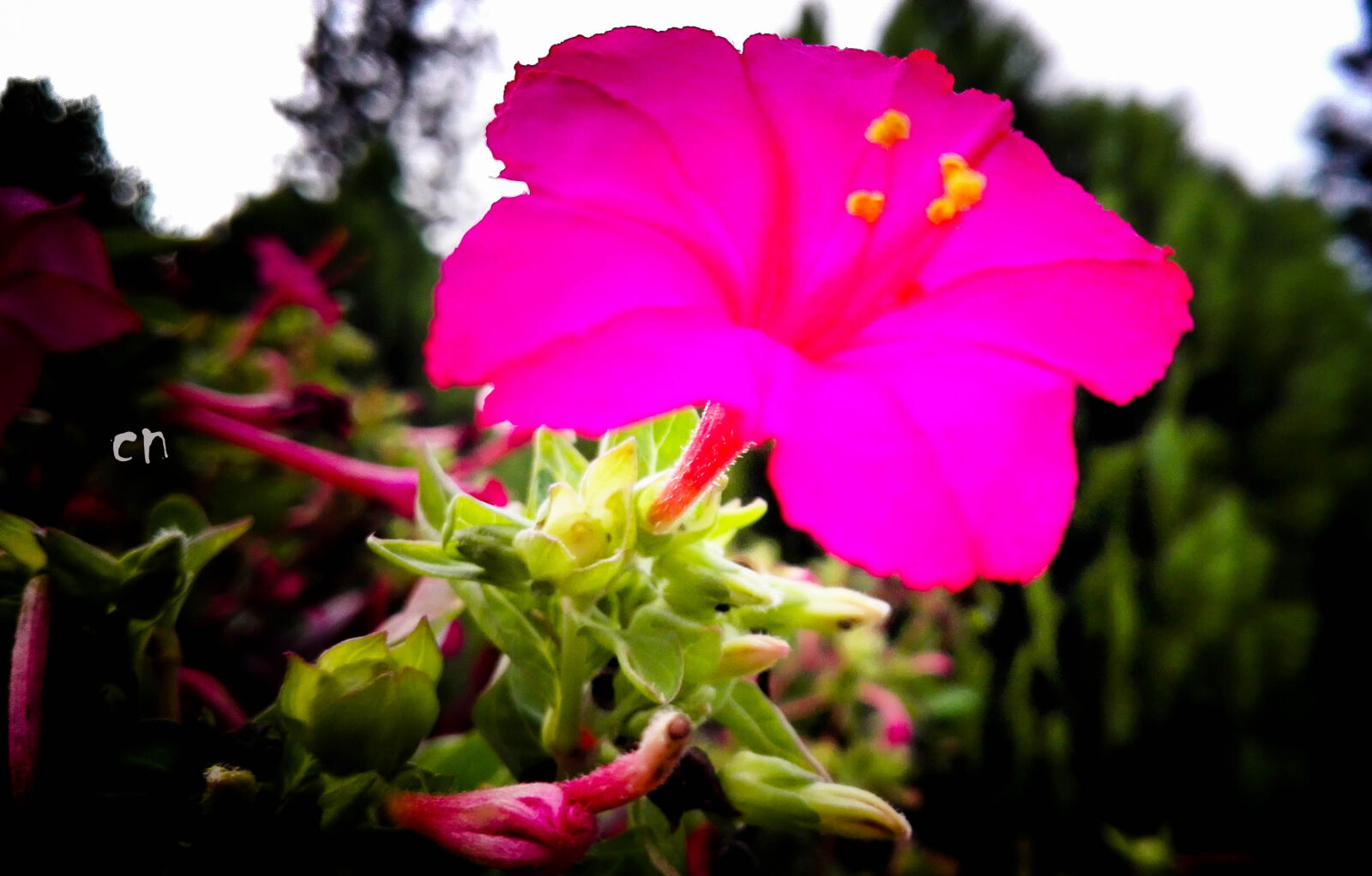 HUAWEI P8 Lite sample photo. Beautiful, flowers photography