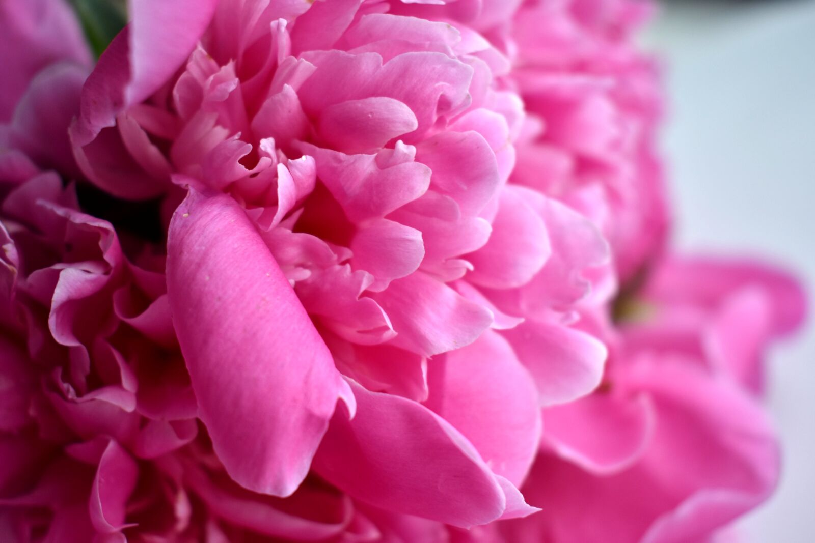 Nikon D3400 sample photo. Peony, bud, gentle photography