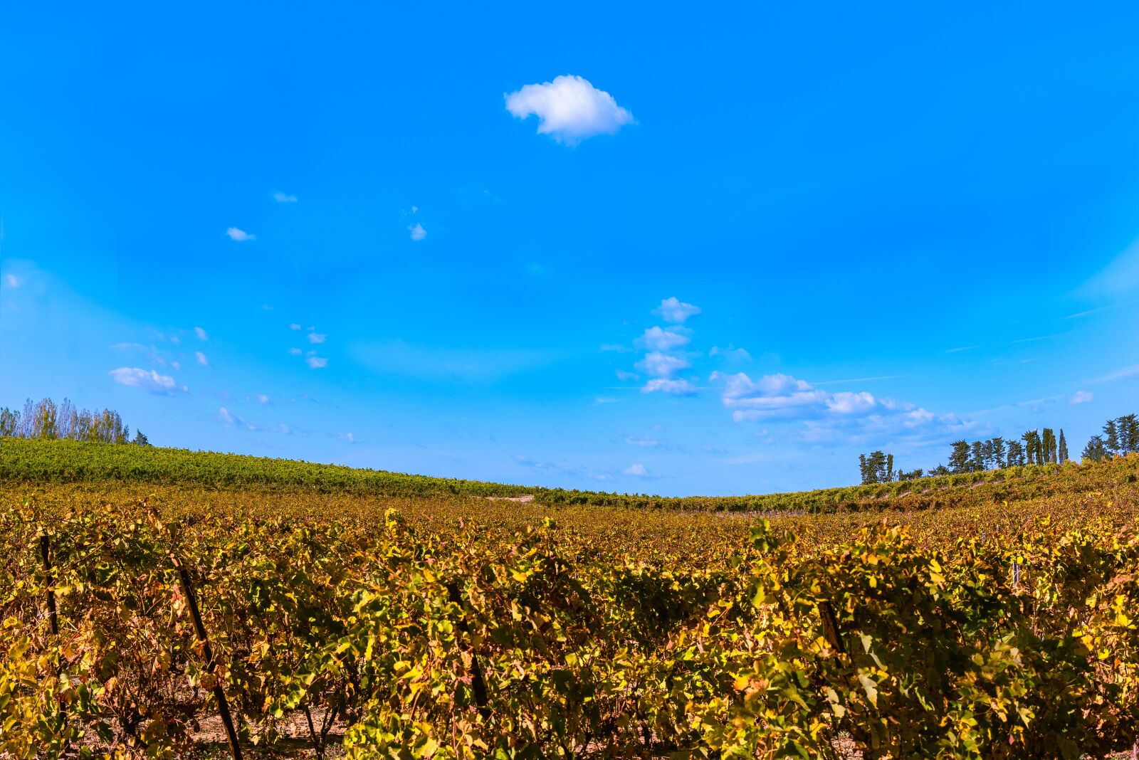 Nikon D750 sample photo. Vines, fall, vineyard photography