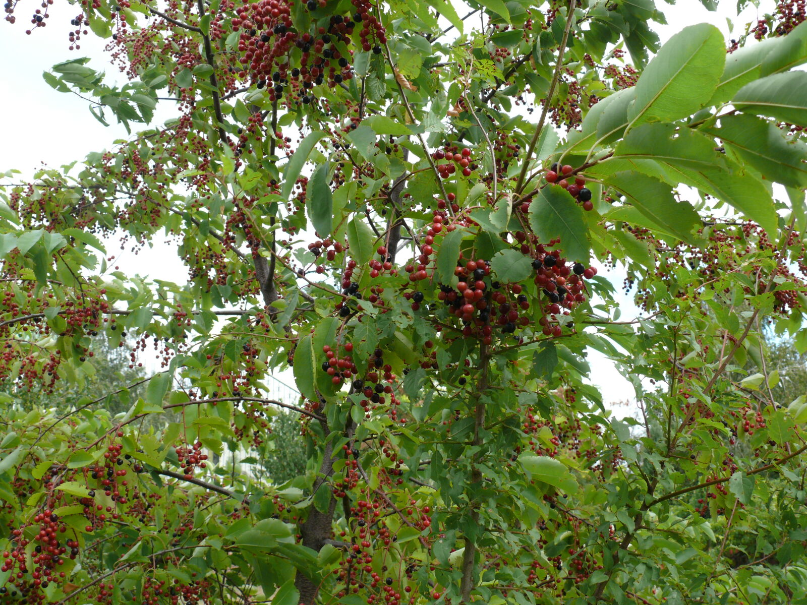 Panasonic DMC-FZ50 sample photo. Red, grapes photography