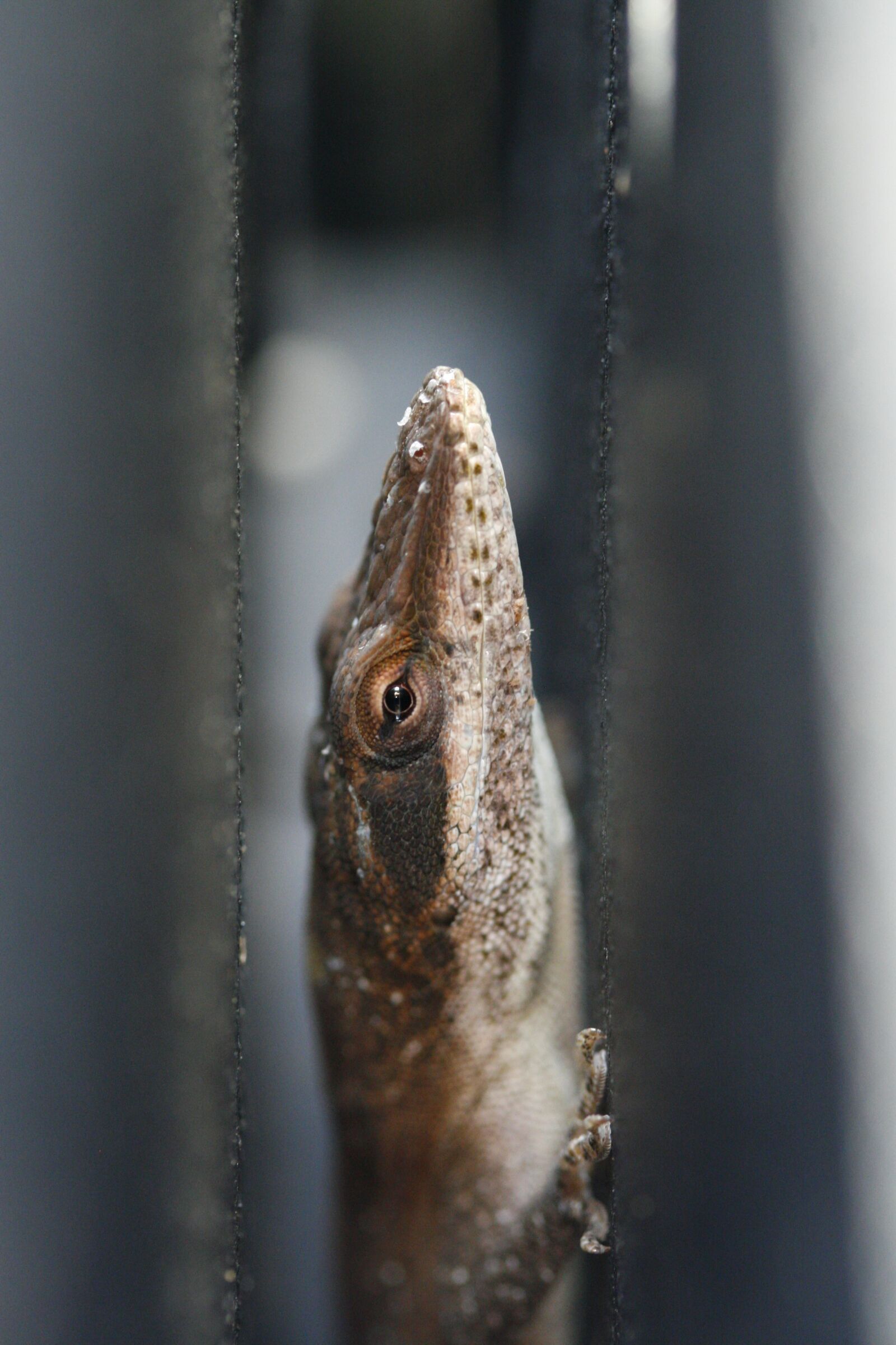 Canon EOS 30D sample photo. Lizard, green anole, anole photography