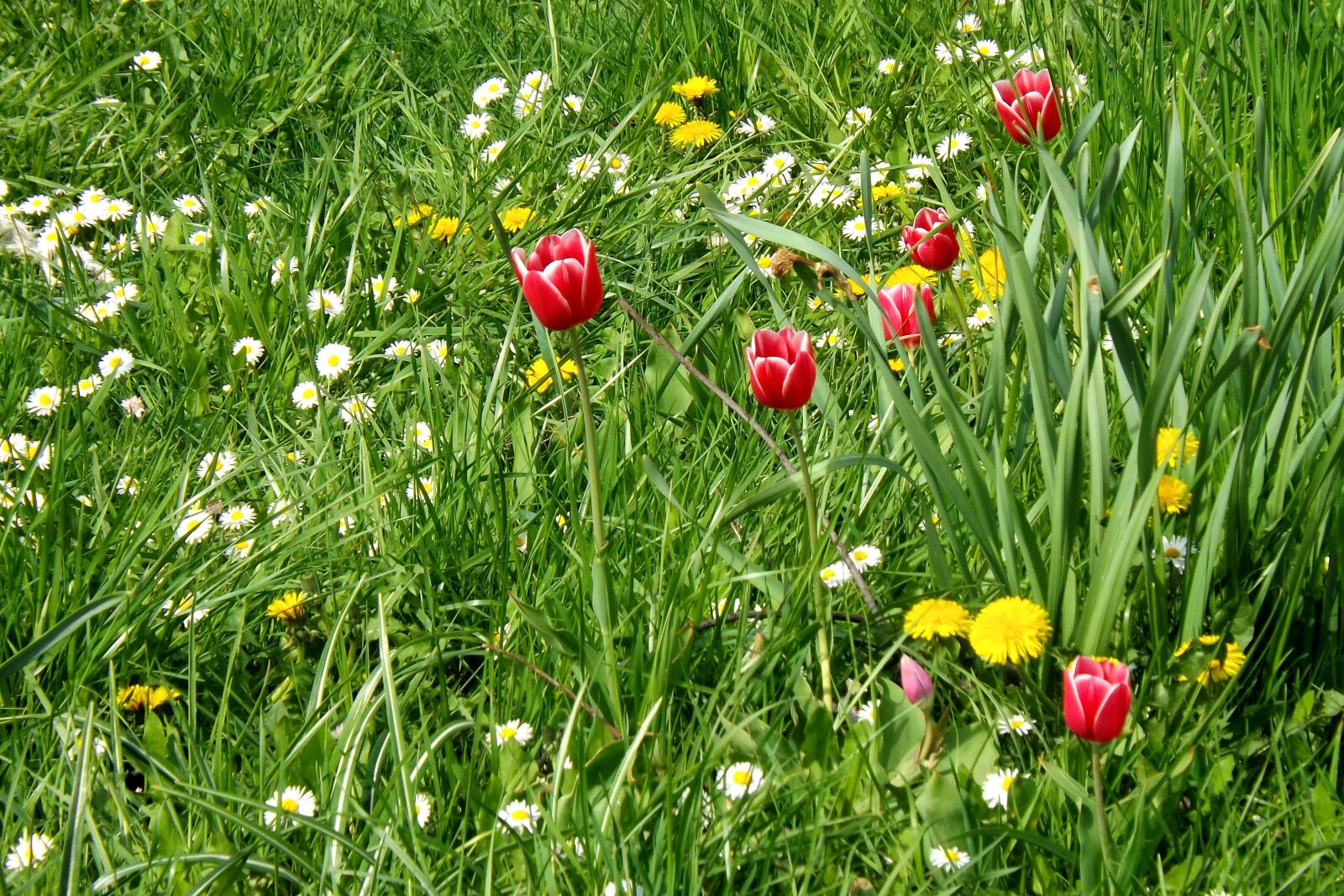 Fujifilm FinePix S4300 sample photo. Spring meadow, meadow, tulips photography