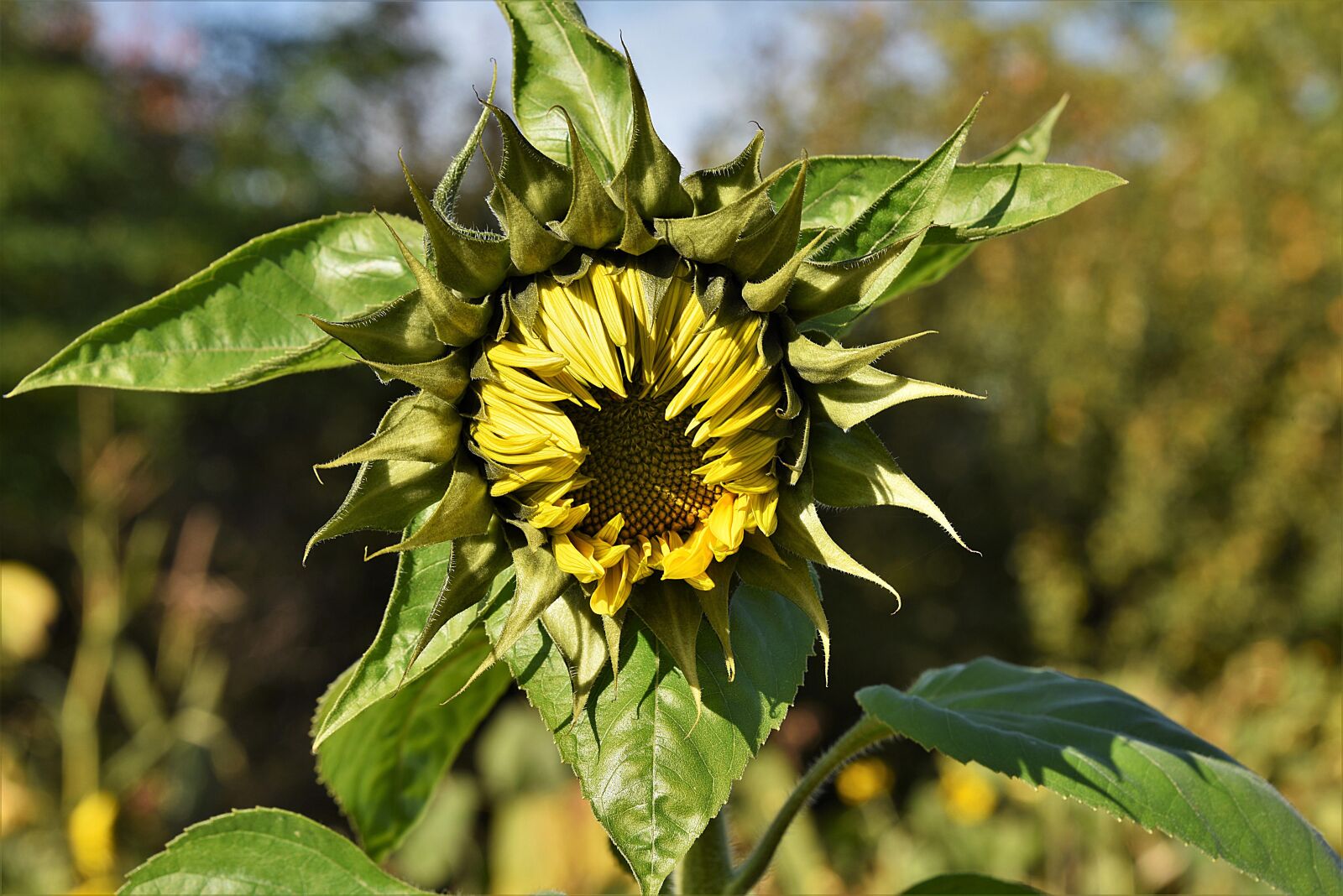 Nikon D750 sample photo. Sunflower bloom, yellow, bloom photography