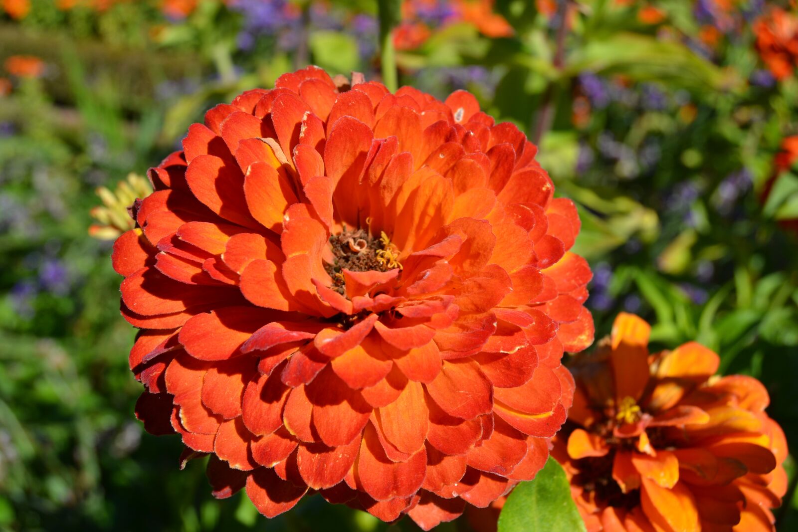 Nikon D3100 sample photo. Rose, orange, garden photography