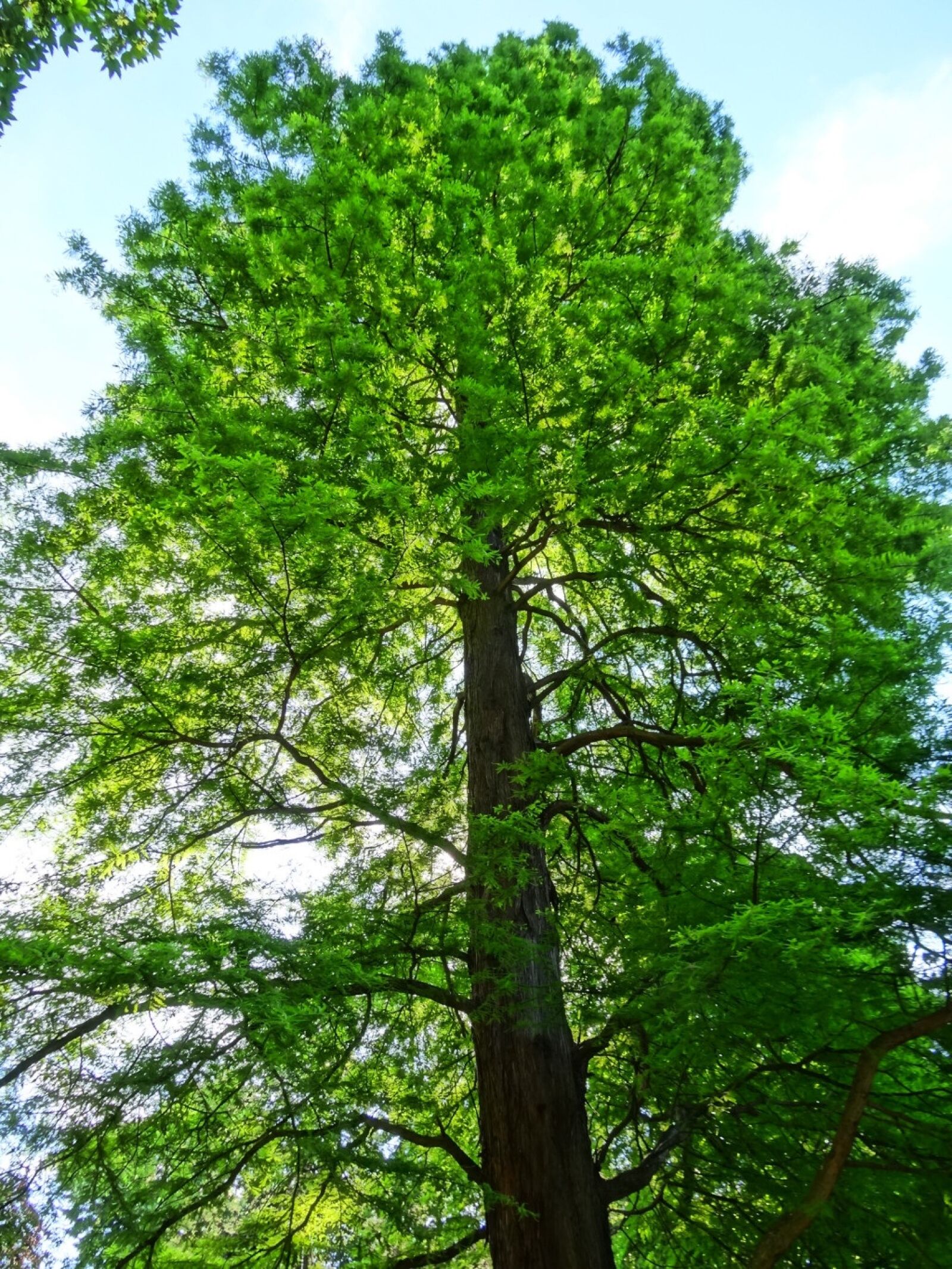Sony Cyber-shot DSC-HX20V sample photo. Tree, plant, park photography