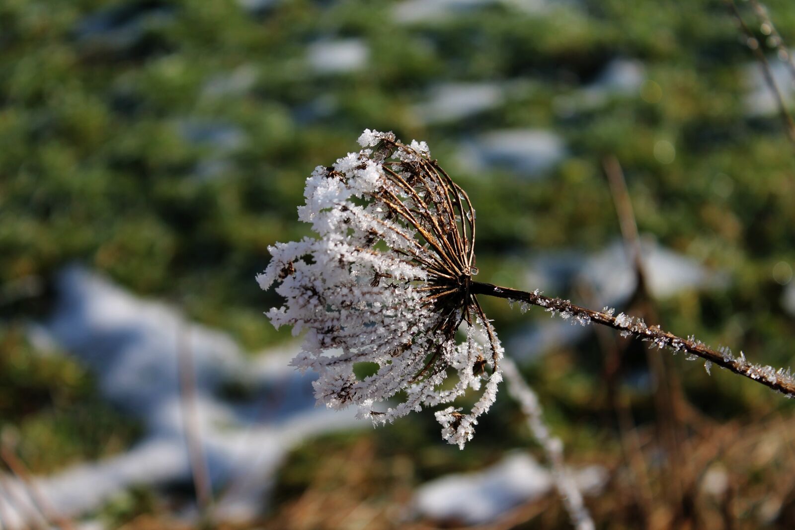 Canon EOS 1100D (EOS Rebel T3 / EOS Kiss X50) sample photo. Ice, frosted, eiskristalle photography