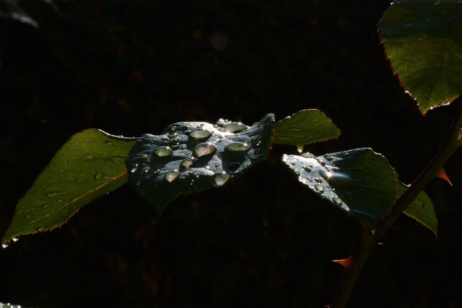 Nikon D7100 sample photo. Drops, dew, sheet photography