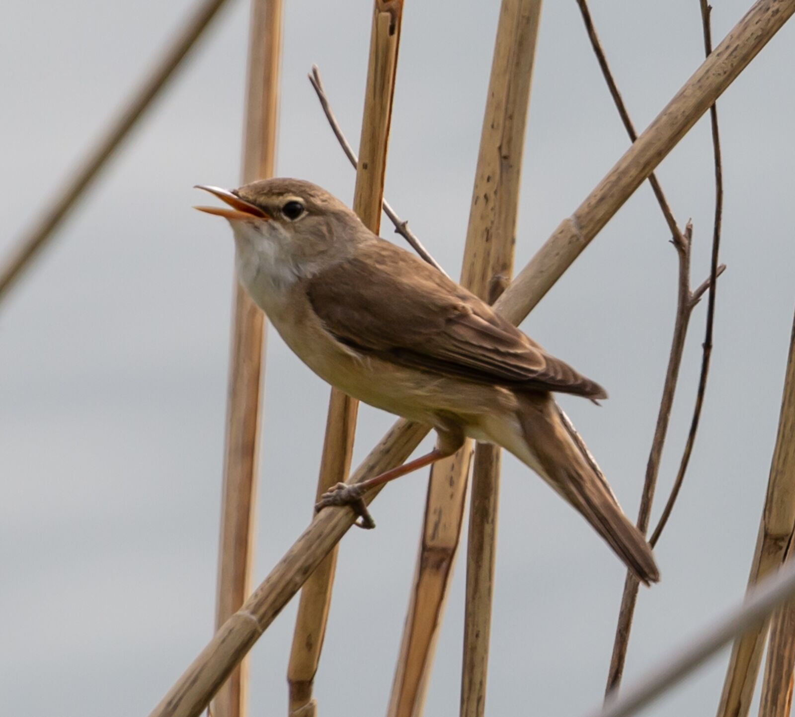 Canon EOS 5D Mark III sample photo. Reed warbler, old world photography