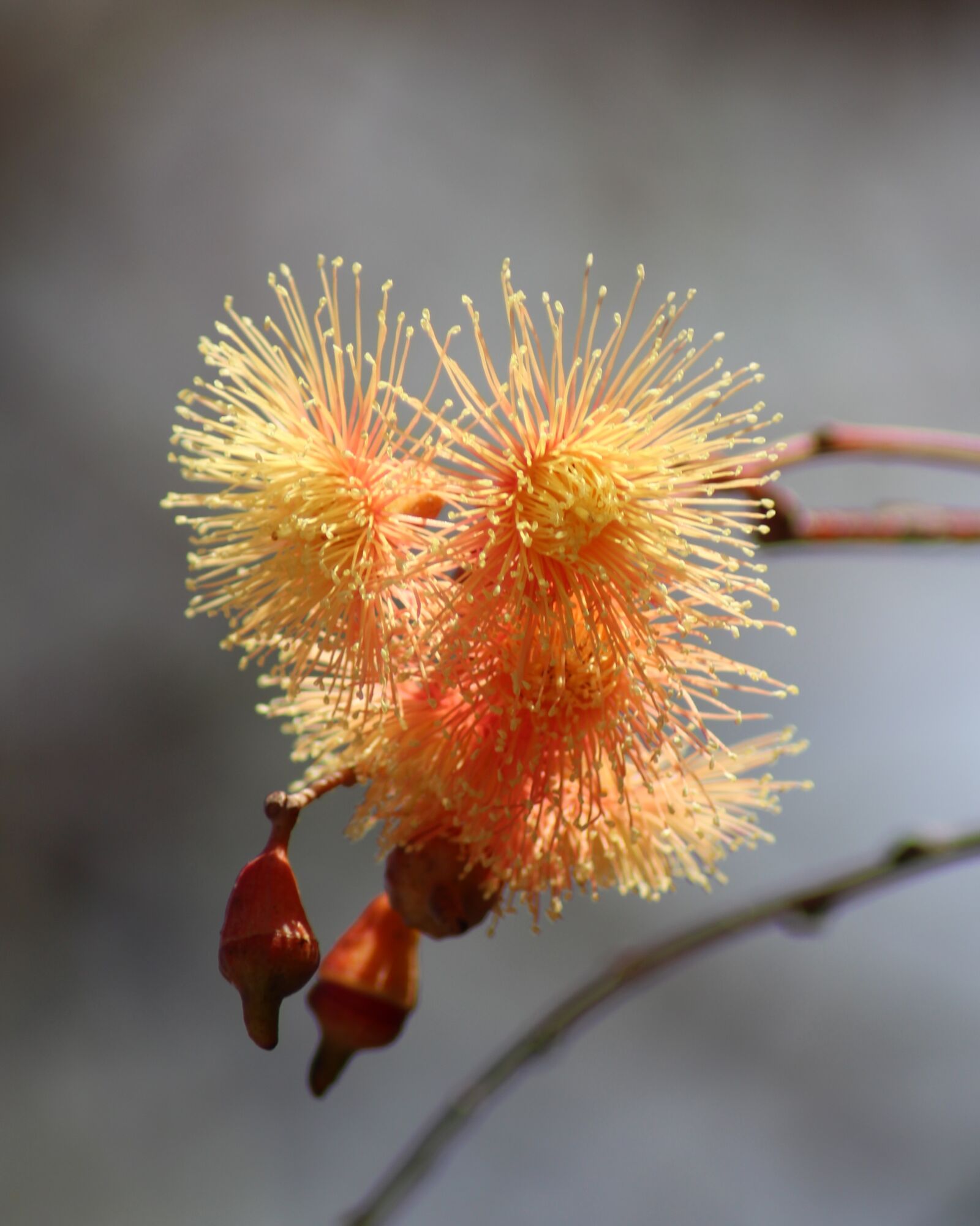 Canon EOS 700D (EOS Rebel T5i / EOS Kiss X7i) sample photo. Eucalyptus, gumtree, blossoms photography