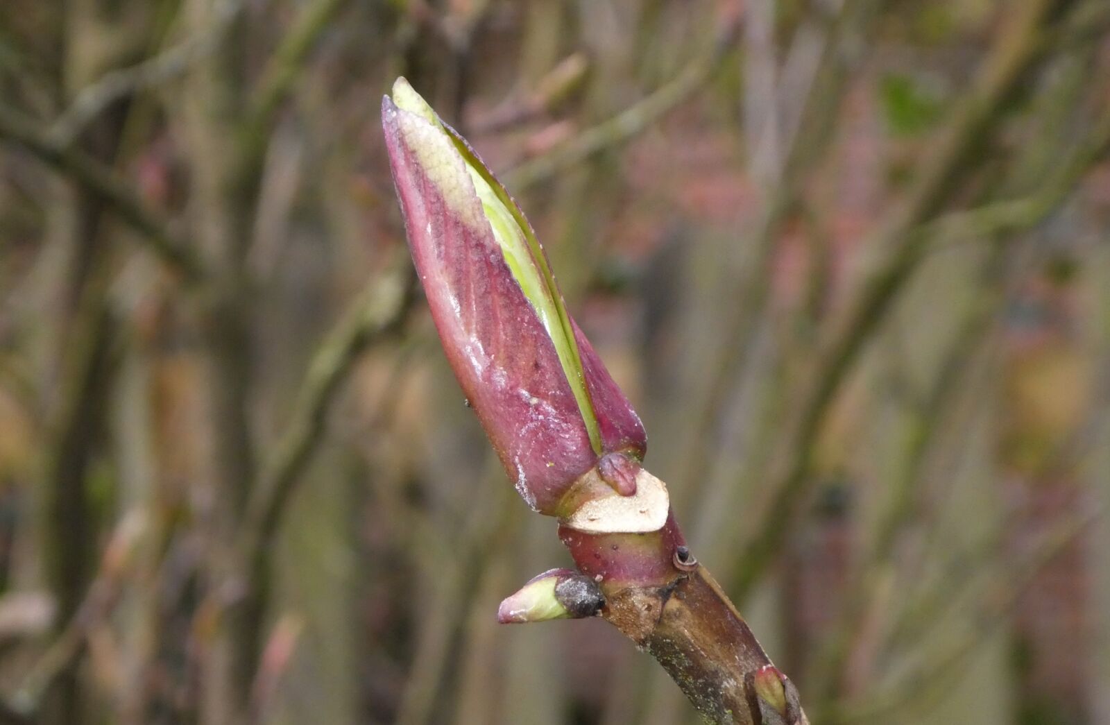 Panasonic DMC-TZ81 sample photo. Nature, plant, leaf photography