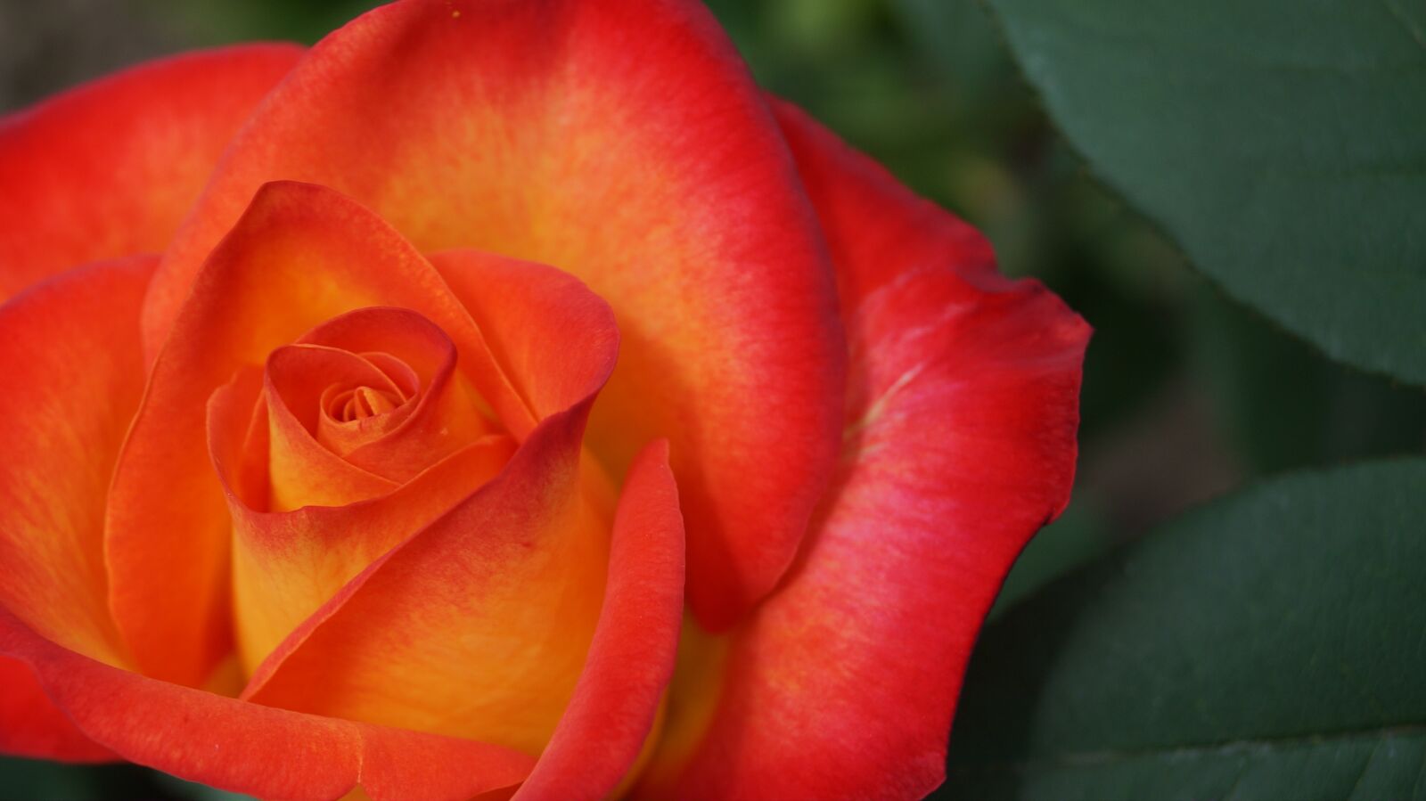 Sony DT 18-55mm F3.5-5.6 SAM II sample photo. Petals, rose, orange petals photography