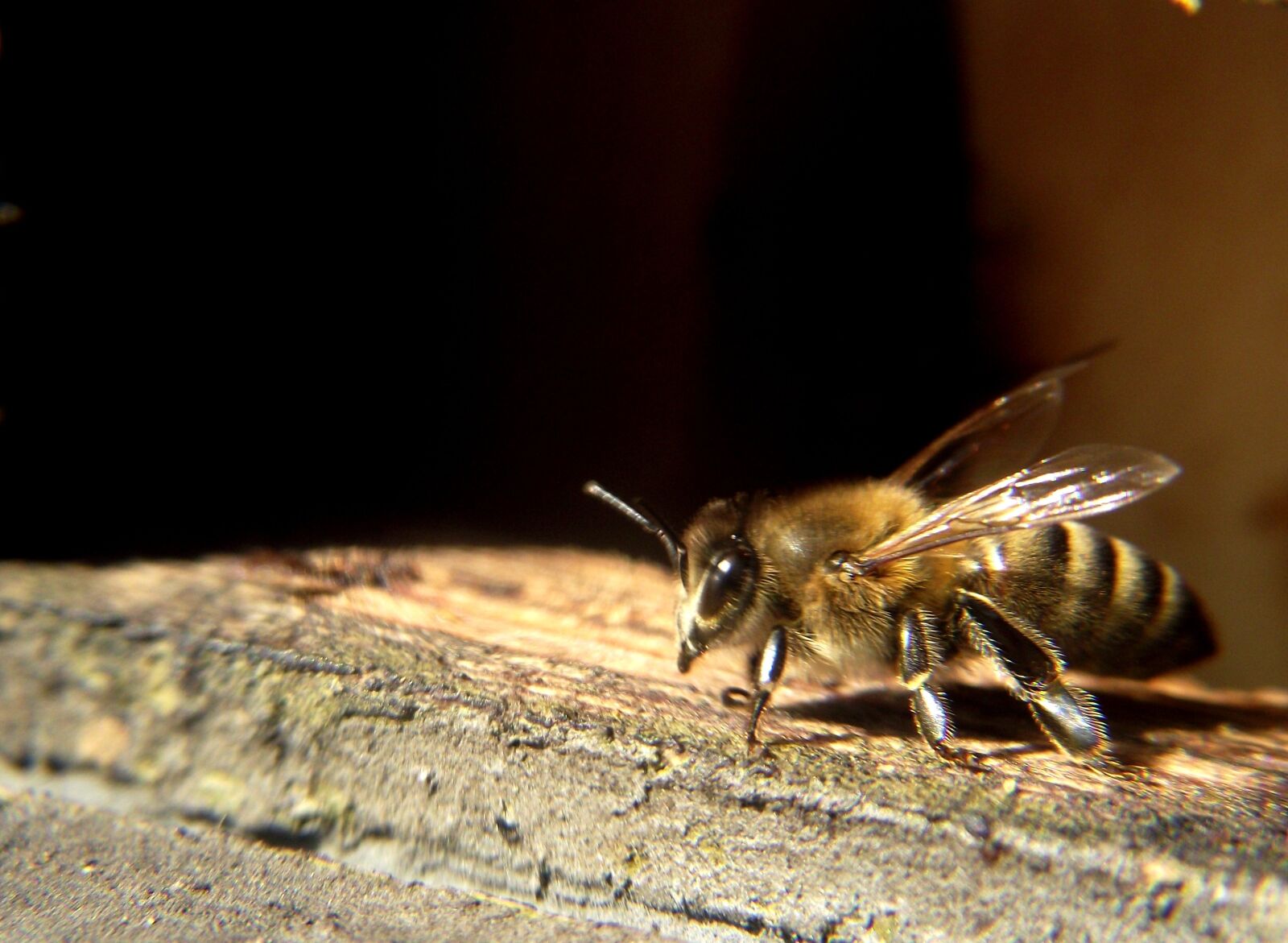 FujiFilm FinePix S2500HD (FinePix S2600HD) sample photo. Bee, spring, nectar photography