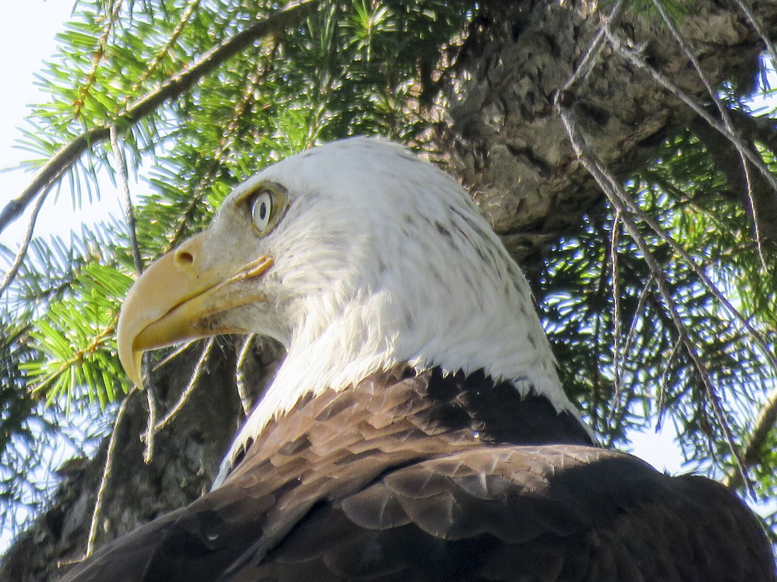 Canon PowerShot SX60 HS sample photo. Bald eagle, raptor, bird photography