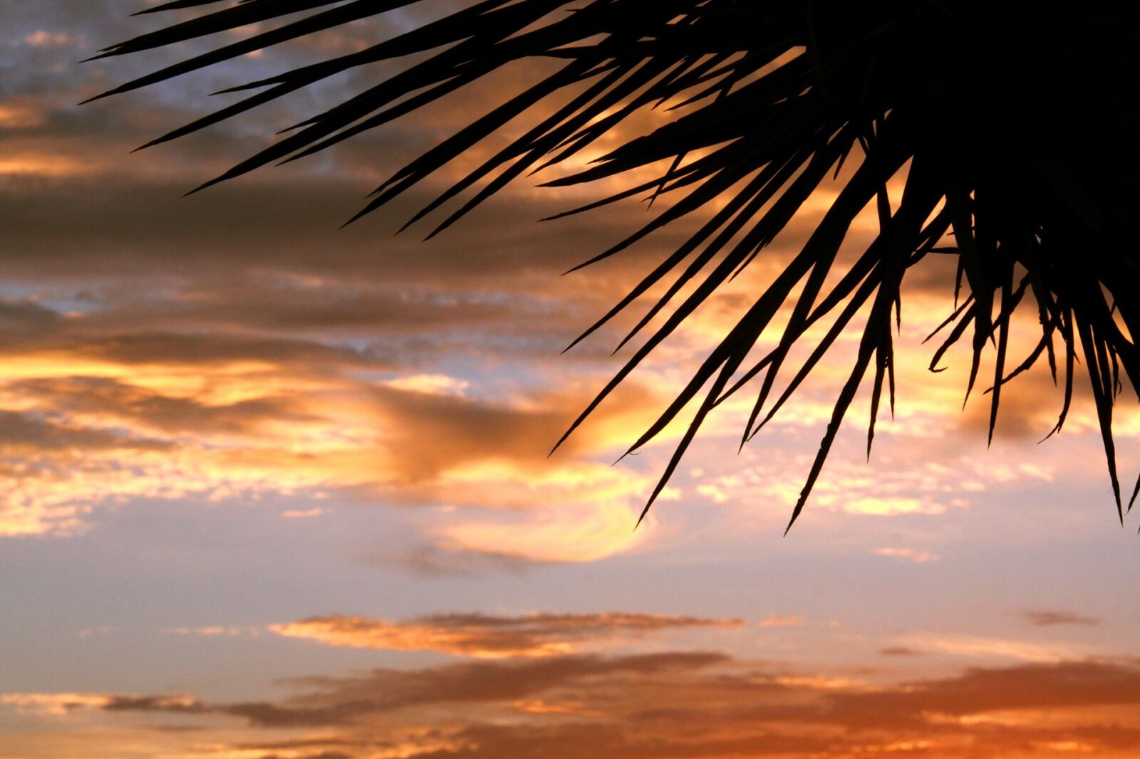 Canon EOS 50D sample photo. Sunset, scenic, silhouettes photography