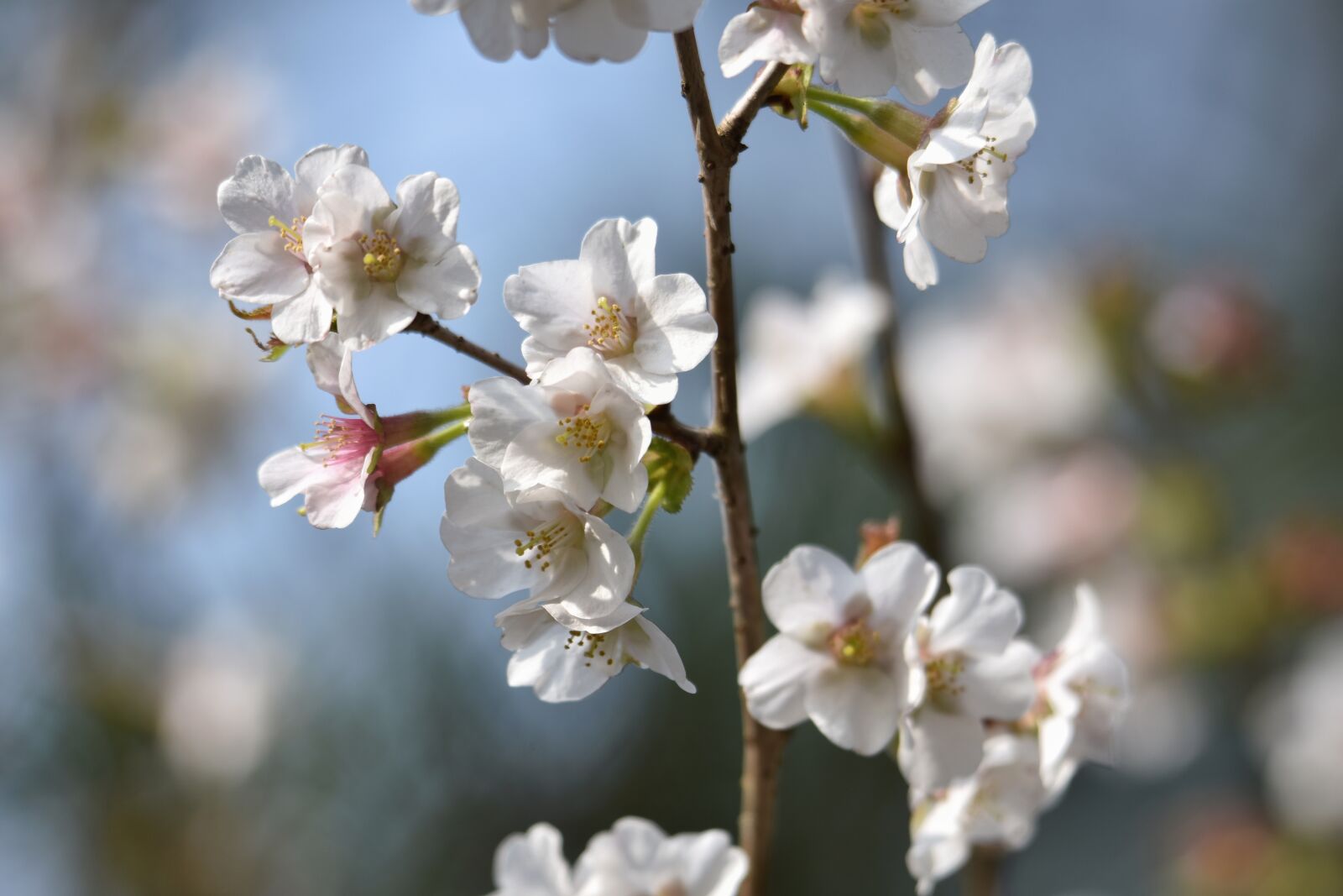 Nikon D7200 sample photo. Natural, landscape, plant photography